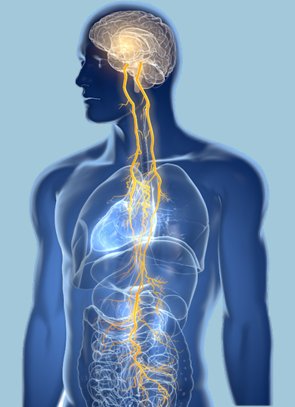 vagus-nerve_edited_edited